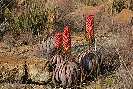 Aloe peglerae ✓