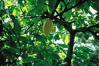 Plantação de cacau no município