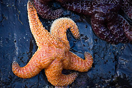 Pisaster ochraceus, une Forcipulatida