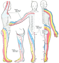 Thumbnail for Dermatome (anatomy)