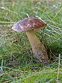   Birch bolete (Leccinum scabrum)