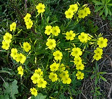 Oxalis pes-caprae חמציץ נטוי