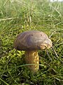   Bay Bolete (Boletus badius)