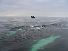 Jacques-Cartier Strait, North of Anticosti Island, observation of marine mammals[34]