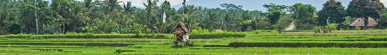 As an agriculture nation, Indonesia is also one of the biggest rice consumer in the world.