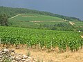 Burgundy wine region