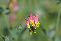 rock harlequin (Corydalis o Capnoides sempervirens)