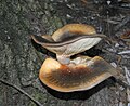 Australischer Geisterpilz Omphalotus nidiformis