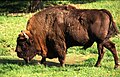 ヨーロッパバイソン（Bison bonasus）。 かつてヨーロッパに多数生息していた野牛で、相次ぐ乱獲により野生のものは20世紀初頭にいったん絶滅したが、動物園で繁殖させたものを再び野生に戻す試みが行なわれている。