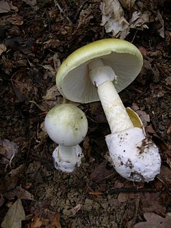 Amanita phalloides спричинює більшість смертельних отруєнь грибів по всьому світу