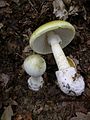 Amanita phalloides