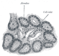 Illustration of dog pancreas. 250x.