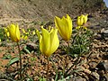 Provincial flower of Balochistan (Pakistan)