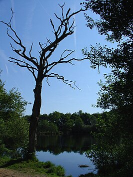 Het Norgerholt tussen Norg en Westervelde