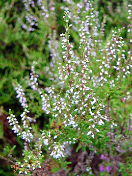 אברש מהמין Calluna vulgaris בטוברמורי