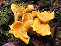 Chanterelle δηλ. η λεπτή χορδή του βιολιού