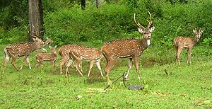 Chital (Axis axis)