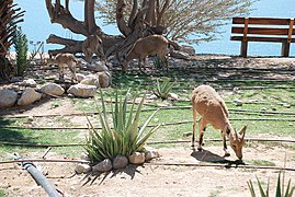 יעלים רועות בחצר בית ספר שדה עין גדי