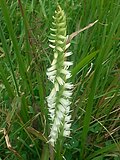 Thumbnail for Spiranthes odorata