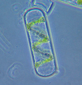 Figure 24. Spyrogira cell (detached from algal filament) under phase contrast