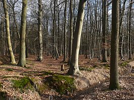 In het Ulvenhoutse Bos