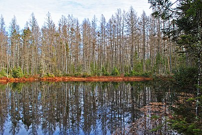 One of the small bog lakes within Twin Lakes Bog