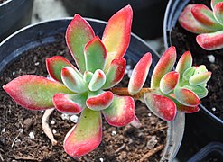 Echeveria pulvinata