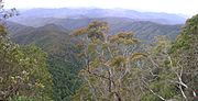 Thumbnail for Eastern Australian temperate forests