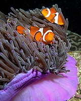 Sasanka velkolepá (Heteractis magnifica) a rezidentí ryba (Amphiprion ocellaris) (klaun očkatý), Východní Timor