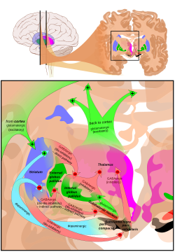 Basal ganglia