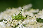 Leptophyes albovittata – Weibchen