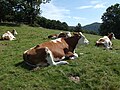 Photo couleur de vaches couchées dans leur pré.