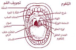 الفم