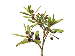 Ti-tree sprig2