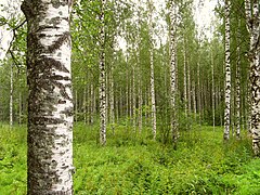 Bjørkeskog i lavlandet. Foto: Paul Lenz