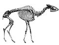 اسکلت Helladotherium که اکنون منقرض شده‌است.