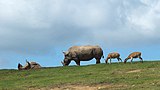 九州自然動物公園アフリカンサファリ