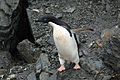 Coronation Island, South Orkney, Antarctica