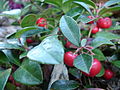 Thumbnail for Gaultheria procumbens