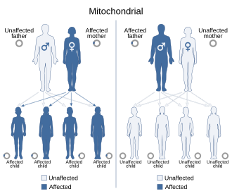 Unaffected mother and affected father leads to all unaffected children, affected mother and unaffected father leads to all affected children