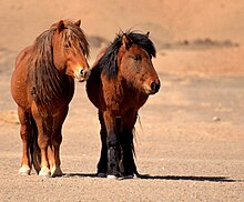 Deux chevaux bruns et roux et noirs dans un paysage de désert, vus de face.