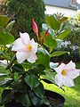 Ynde (Mandevilla sanderi), underfamilie Apocynoideae