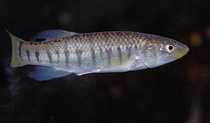 Fundulus majalis (Fundulidae)