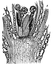 Lengtedoorsnede bij gewoon krulmos e=bladeren, d=bladnerven, c=parafysen (steriele organen), b=antheridiën (mannelijk organen).