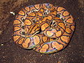 Epicrates type species; the rainbow boa (E. cenchria)