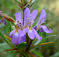 Hygrophila schulli