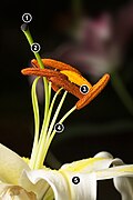 Lillium Stamens