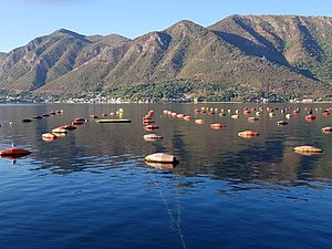 Longline mussel farm in Bay of Kotor, Montenegro