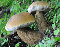 Le Bolet amer (Tylopilus felleus)