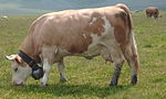 Photo couleur d'une vache pie rouge. La tête, le ventre et les pattes sont blanc et le cornage court et tourné vers l'arrière. La morphologie est trapue avec une mamelle développée.